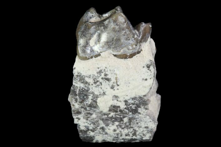 Oligocene Ruminant (Leptomeryx) Jaw Section - South Dakota #100415